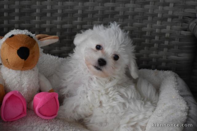 Donne chiot bichon maltais femelle