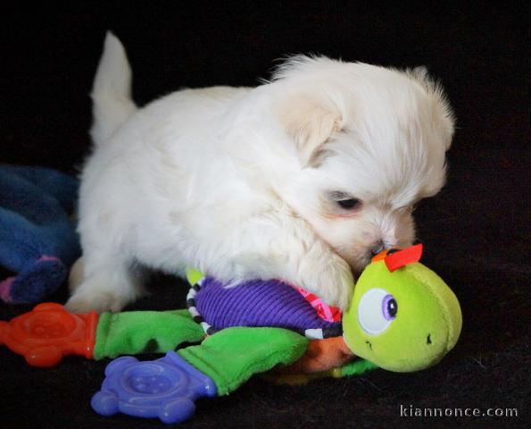 Donne chiot bichon maltais femelle