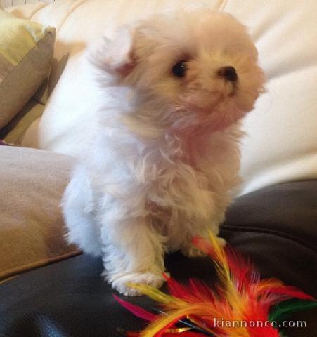 Donne chiot bichon maltais femelle