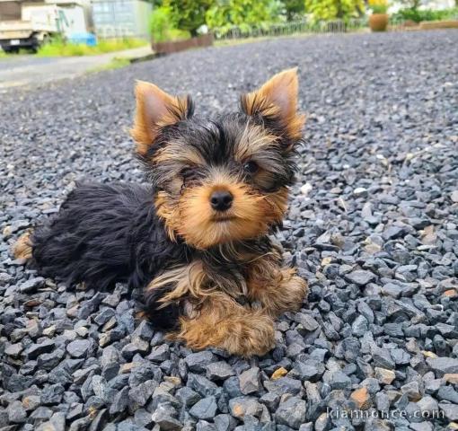 Donne contre bon soin les chiots de race yorkshire 