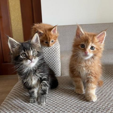 Chatons maine coon mâles et femelles Loof