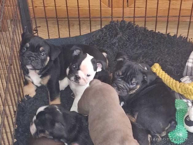 Chiots bouledogues anglais à vendre