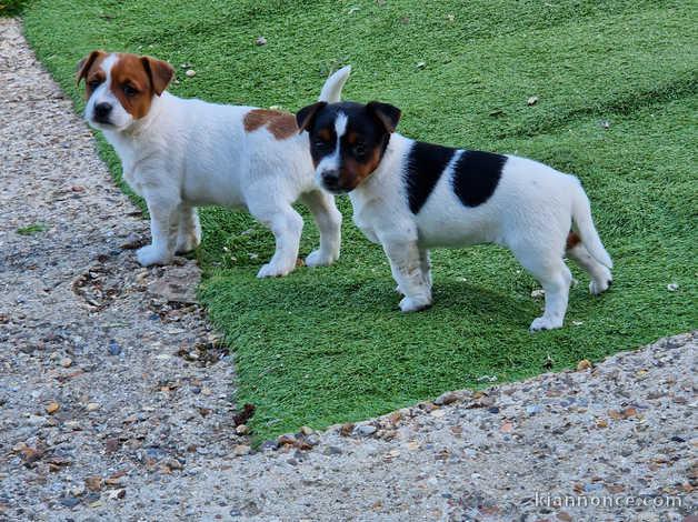 Chiots Jack russell disponibles pour de bonnes maisons