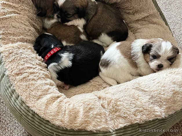 Magnifiques chiots Shih Tzu de pure race