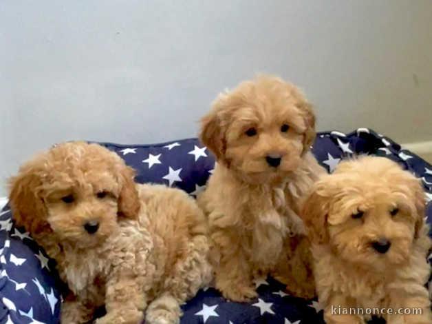 Adorables chiots Cavapoos Prêts maintenant pour leurs nouvelles m