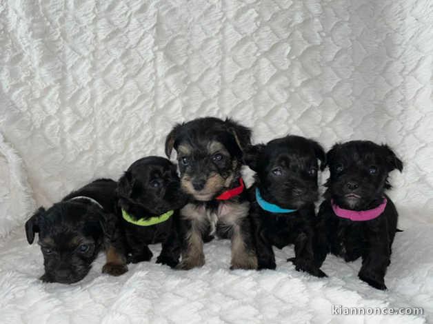 5 beaux chiots Yorkipoo à vendre