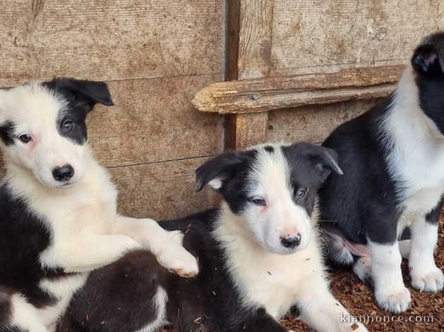 Sept magnifiques chiots Boarder Collie