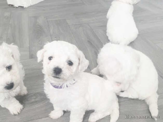 Magnifiques chiots bichon frisé à vendre.