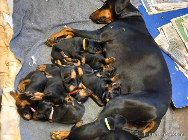 chiots Doberman à vendre est maintenant ouverte