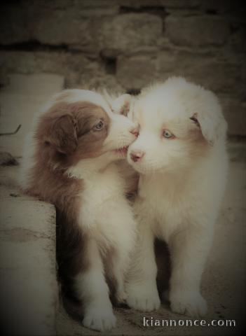 Chiots Berger Australien