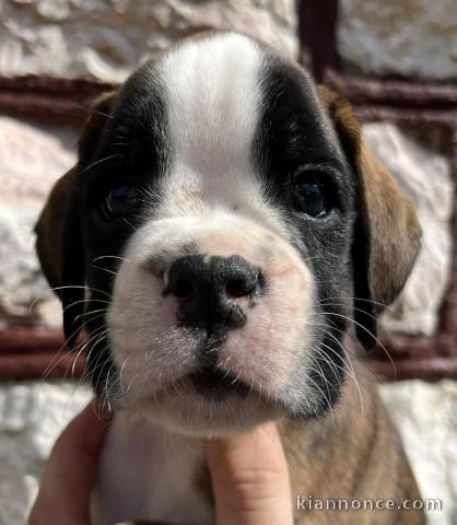 Boxeur chiots à vendre