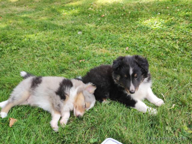 Magnifique chiots berger shetland