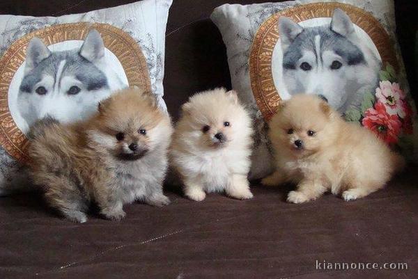 Magnifiques chiots spitz nain