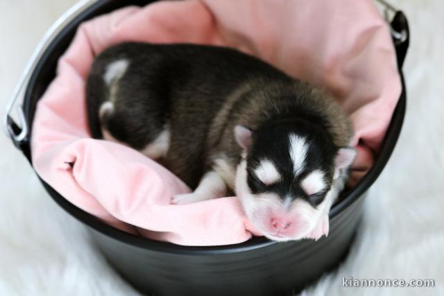 Chiots Pomsky Adoption 