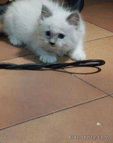 Chatons sacré de Birmanie