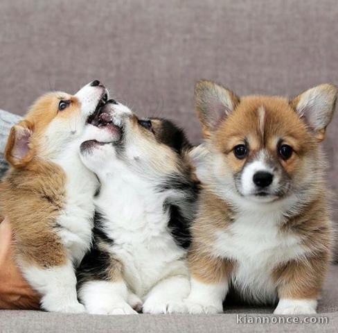 Chiots d’apparence Corgi 