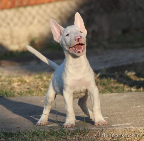 Mini Bull Terrier chiot