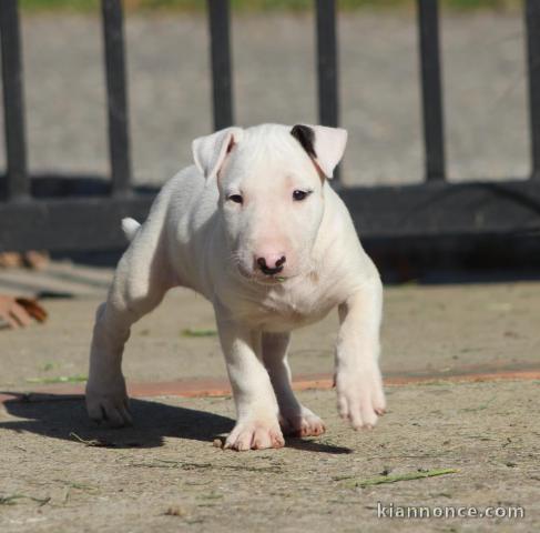 Bull terrier chiots à vendre