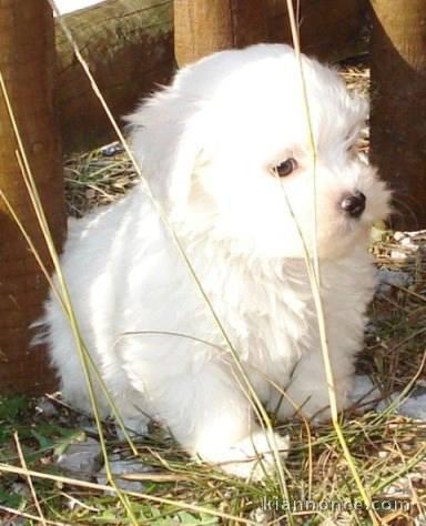 Chiots Coton de Tulear 