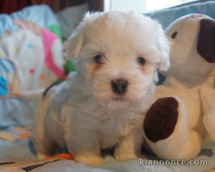 Chiots Coton de Tulear 