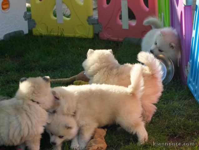 Disponible chiots spitz nain