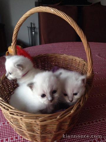 Urgent adoption de chatons  sacré Birmanie 