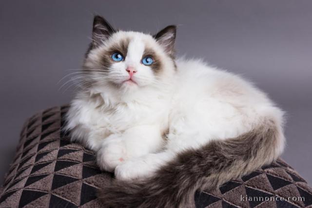 Chatons de race ragdoll a donner 