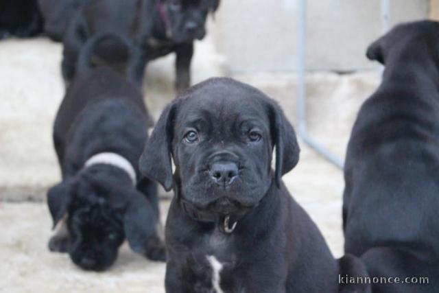 Chiots Cane Corso Age 3 Mois