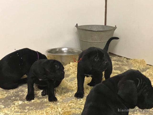 Chiots Cane Corso Age 3 Mois