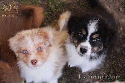 chiots Berger Australien dispo