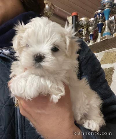 Chiots Bichon maltais dispo