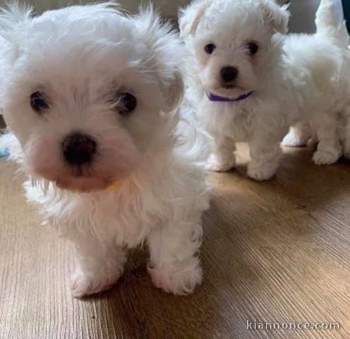 Chiots Bichon maltais dispo