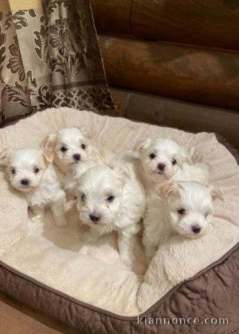 Chiots Bichon maltais dispo