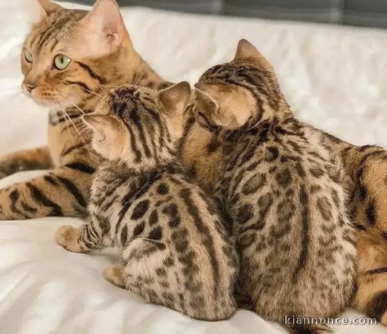 Adorables chatons Bengal 