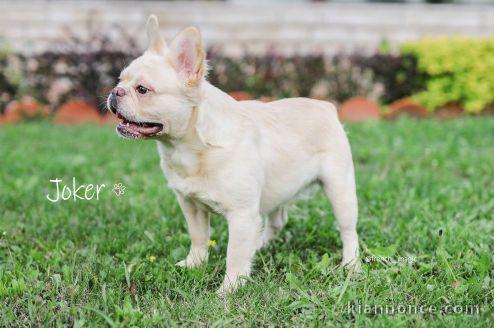 Bouledogue français moelleux disponible pour l\