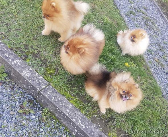 Superbes chiots Spitz Main 