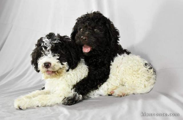 Lagotto Romagnolo chiots