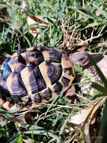 Tortue Sillonnée "Sulcata Disponible 