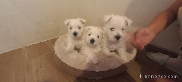 West Highland White Terrier