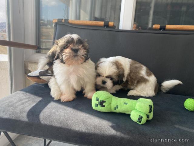 Chiots Shih Tzu enregistrés