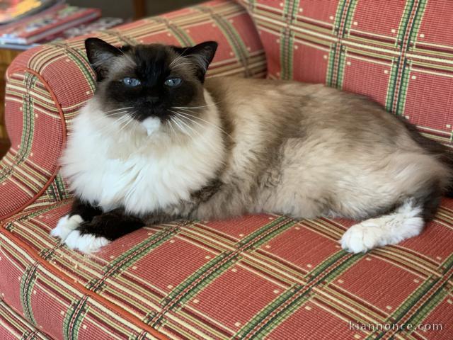 Chatons de race ragdoll a donner 