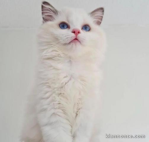 Chatons ragdoll a donner