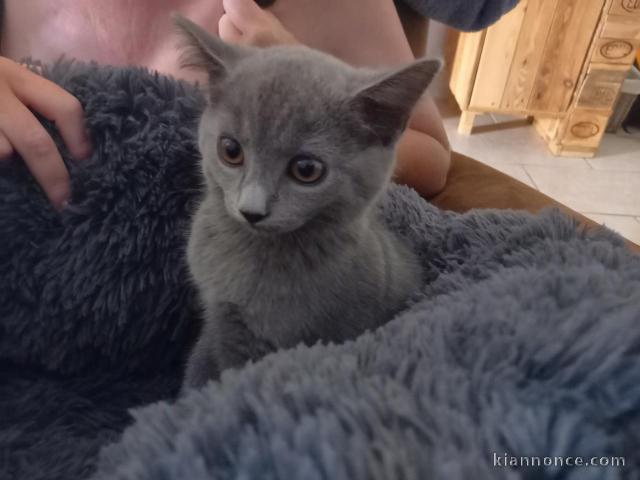 Chatons chartreux à donner