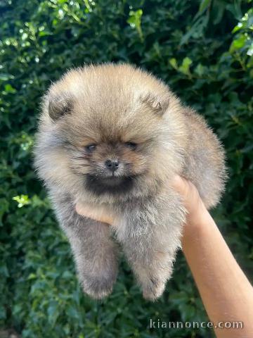  chiots spitz nain à donner contre bons soins 