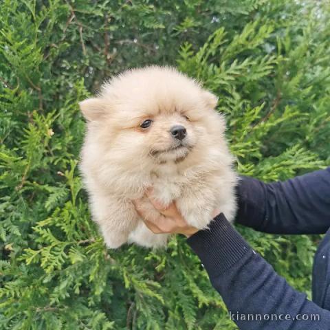 chiots spitz nain à donner contre bons soins