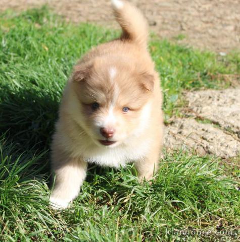 Adorables bb Chiots Chien finnois de Laponie.