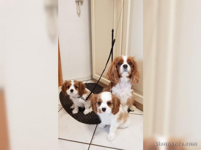 chiots cavalier king charles disponible de suite