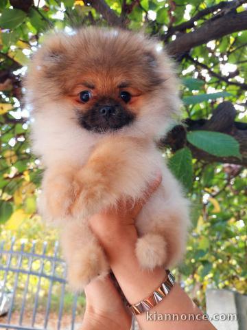 Pomeranian Spitz Premium