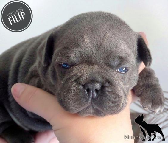 Bulldog français chiots