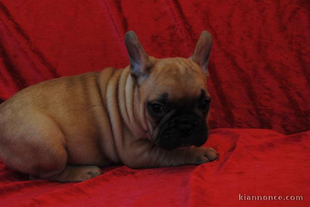 À donner chiot bouledogue français